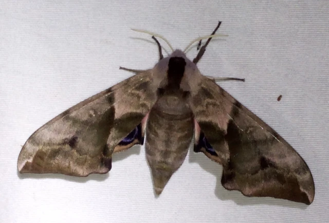 Smerinthus ocellatus - esti pávaszem
