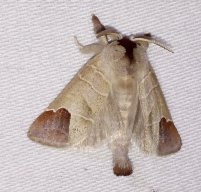 Clostera curtula - rövidszárnyú levélszövő Clostera curtula - rövidszárnyú levélszövő