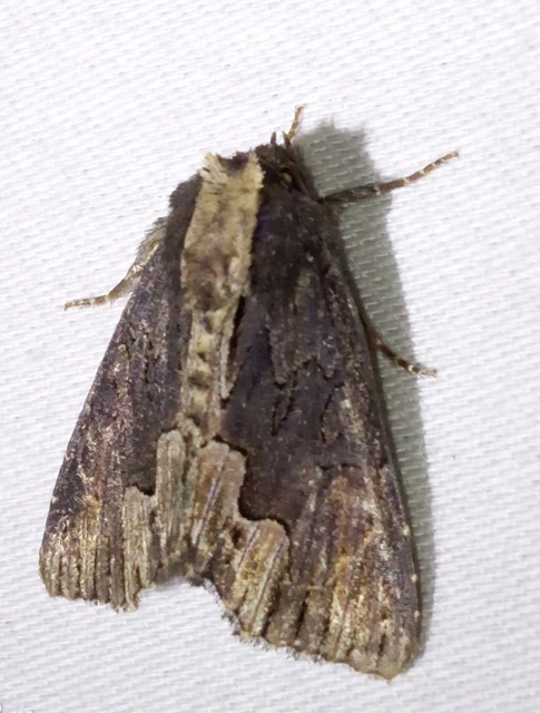 Dypterygia scabriuscula - szurokbarna nyáribagoly