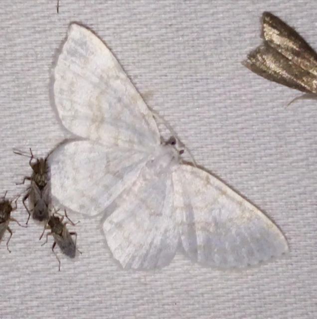 Asthena albulata - gyertyán-fehéraraszoló