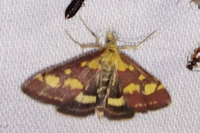 Pyrausta purpuralis - közönséges bíbormoly