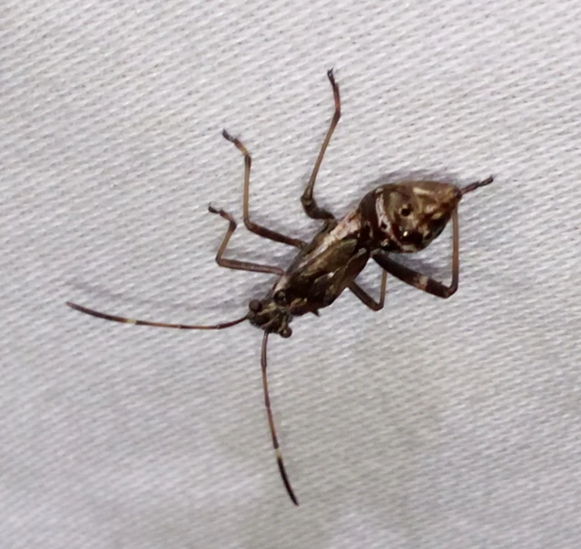 Camptopus lateralis - görbelábú karimáspoloska