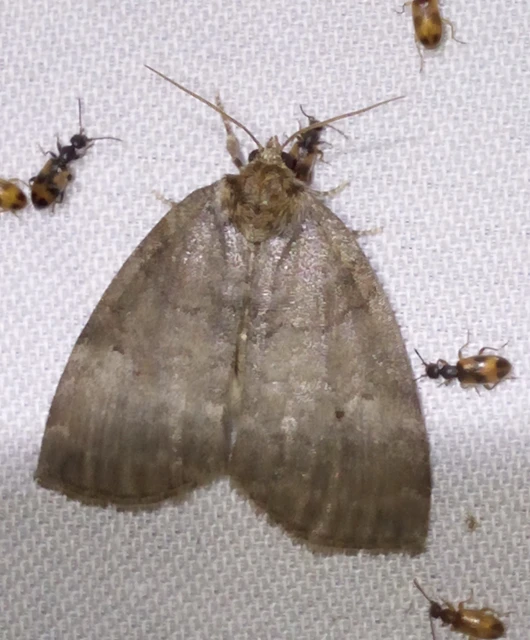 Ochropacha duplaris - égerlevél-pihésszövő