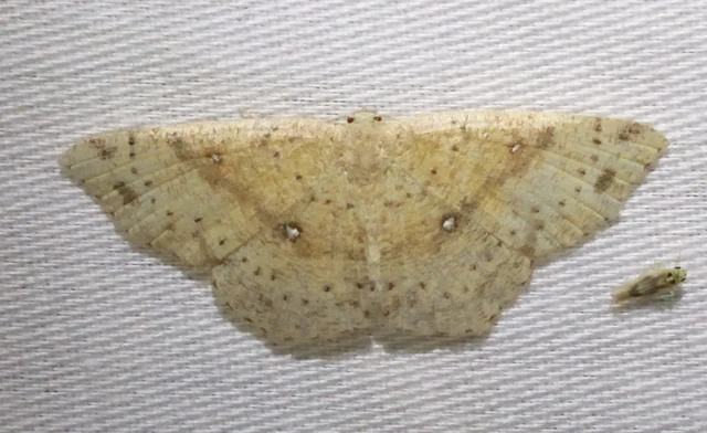 Cyclophora porata - körös pettyesaraszoló