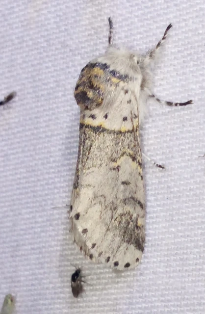 Furcula bifida - kis púposszövő