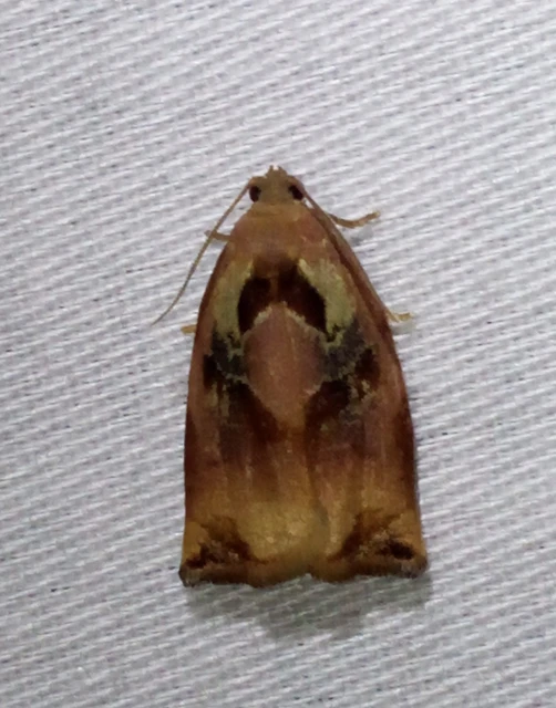 Archips podana - dudvarágó sodrómoly