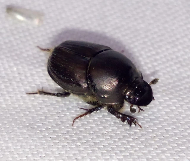 Onthophagus illyricus - tülkös trágyatúró