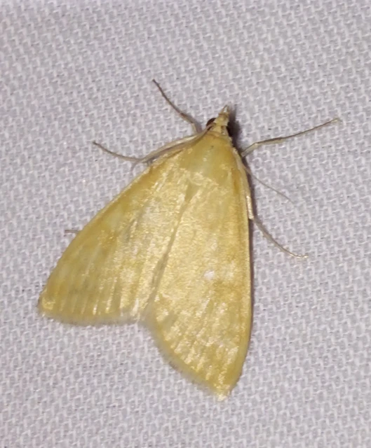 Sitochroa verticalis - világossárga dudvamoly
