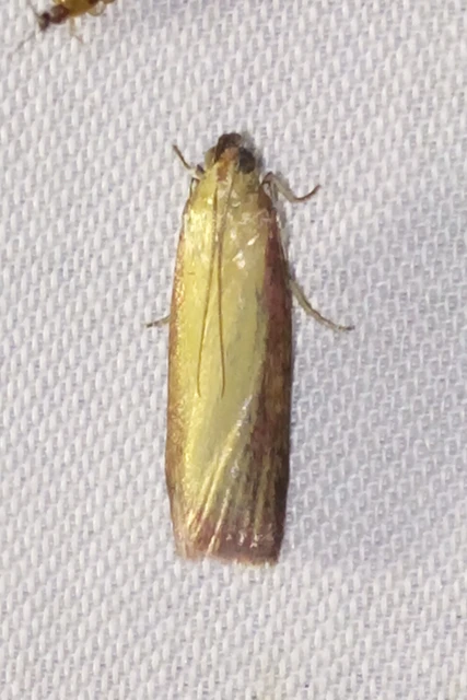 Oncocera semirubella - lucernamoly
