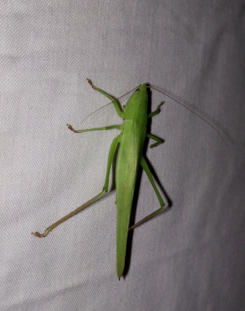 Ruspolia nitidula - nagy kúpfejűszöcske