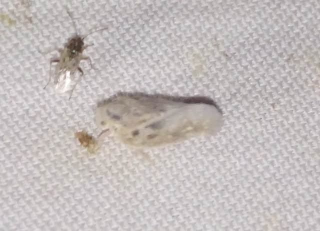 Metcalfa pruinosa - amerikai lepkekabóca