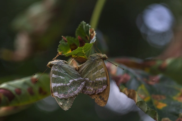 Argynnis paphia - nagy gyöngyházlepke
