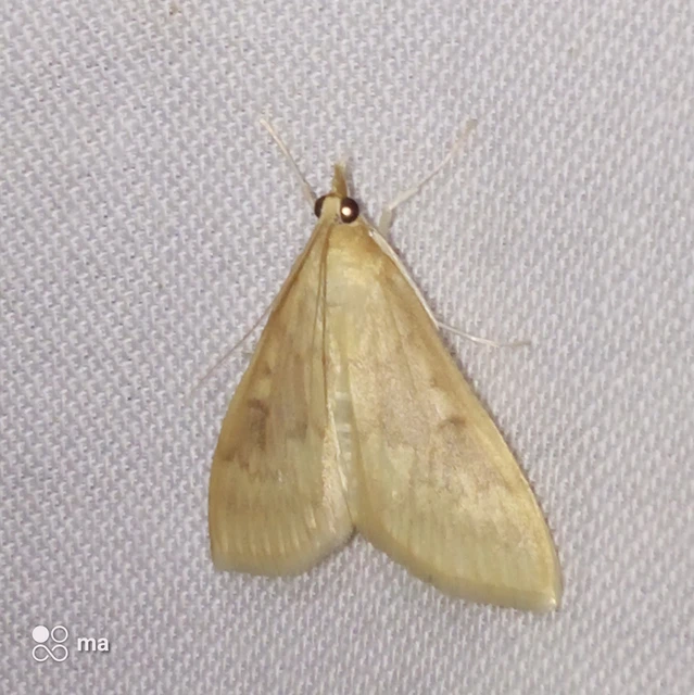Ostrinia nubilalis - kukoricamoly