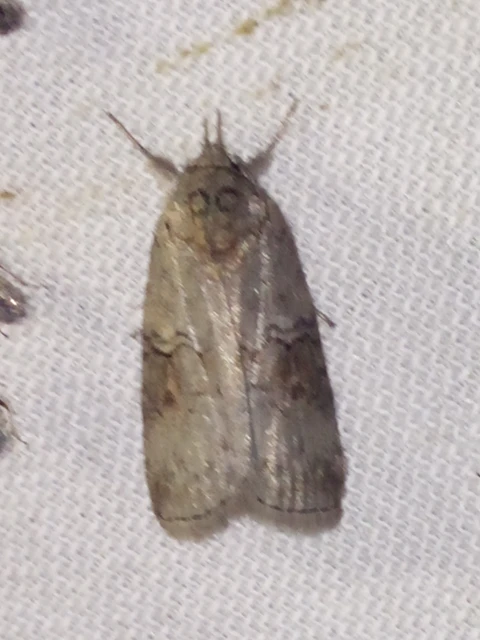 Nycteola asiatica - nyárfa-trapézbagoly
