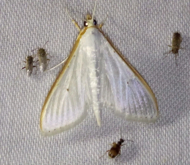 Palpita vitrealis - hófehér tűzmoly