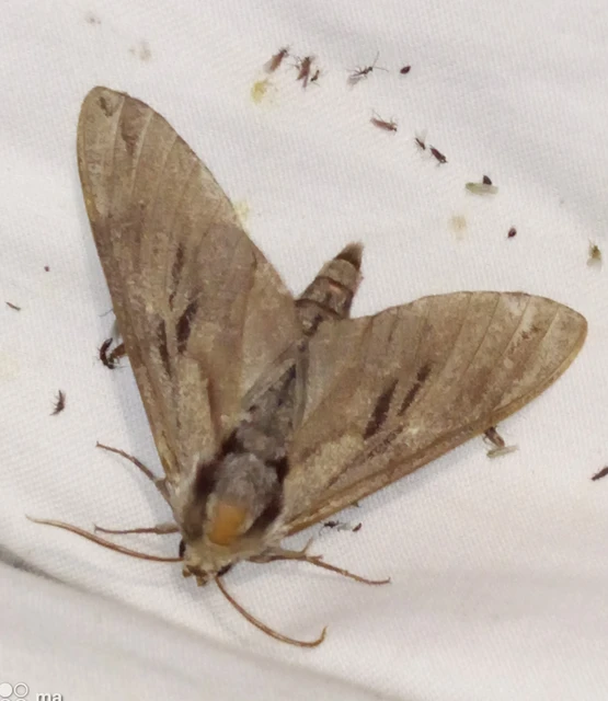 Hyloicus pinastri - fenyőszender
