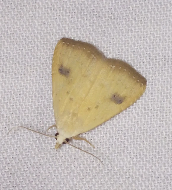 Rivula sericealis - selymes lórombagoly