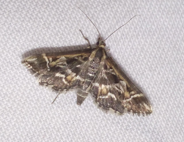 Diasemia reticularis - betűmintás tűzmoly