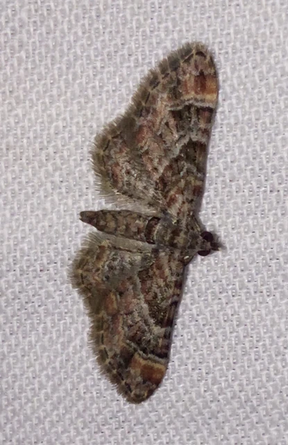 Gymnoscelis rufifasciata - vöröscsíkos törpearaszoló
