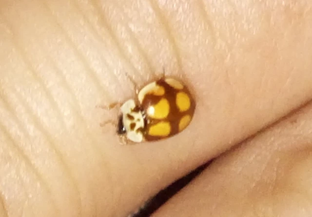 Adalia decempunctata - tízpettyes katica