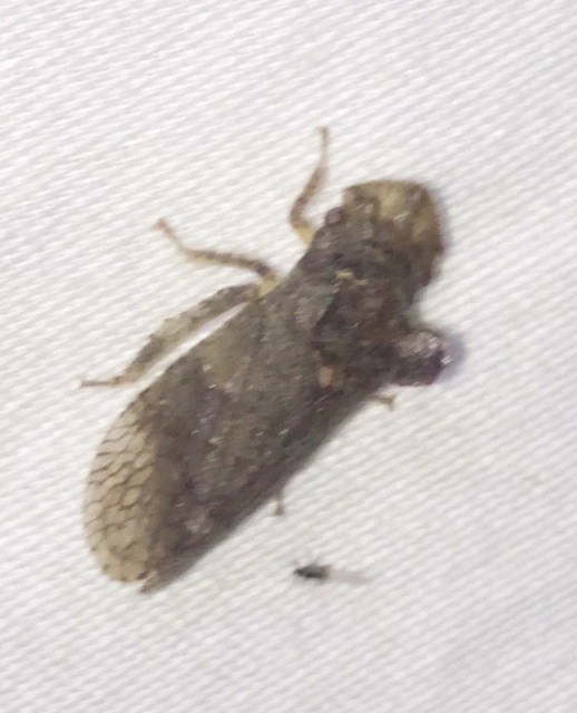 Ledra aurita - füleskabóca