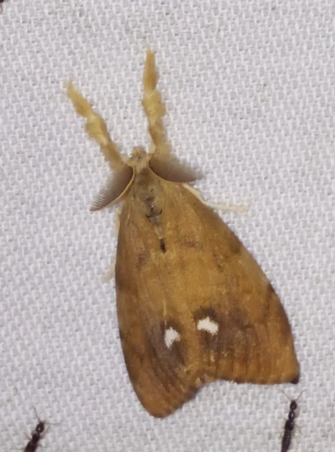Orgyia antiqua - rozsdabarna kisszövő