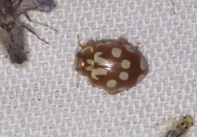 Myrrha octodecimguttata - tizennyolccseppes füsskata
