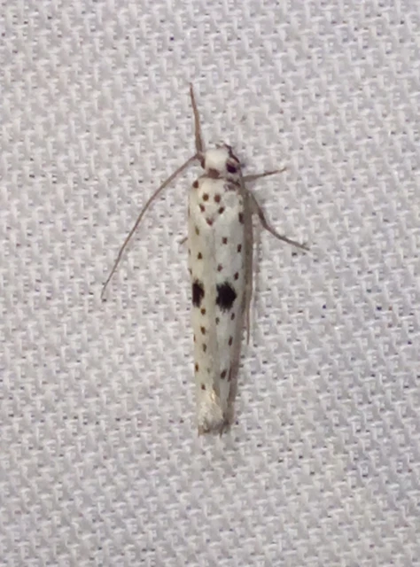 Yponomeuta plumbella - pókhálós bengemoly