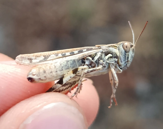 Oedaleus decorus - szalagos sáska