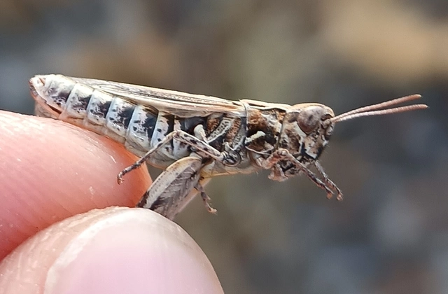 Chorthippus (Glyptobothrus) (subgenus)