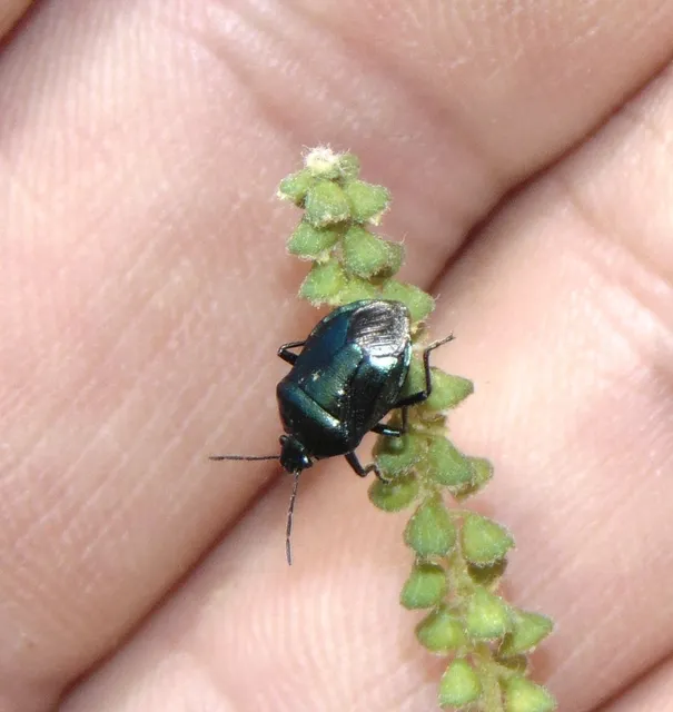 Zicrona caerulea - acélkék poloska Zicrona caerulea - acélkék poloska
