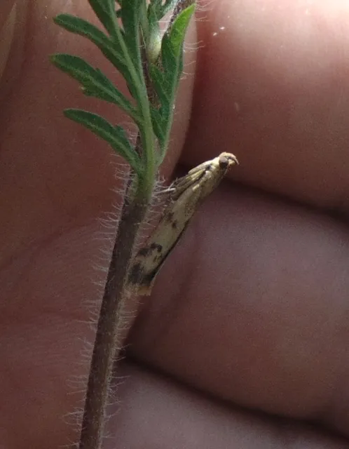 Homoeosoma sinuella - agyagsárga karcsúmoly