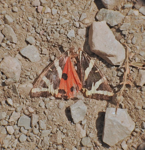Euplagia quadripunctaria - csíkos medvelepke