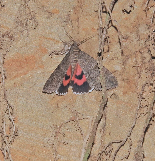 Catocala nupta - piros övesbagoly