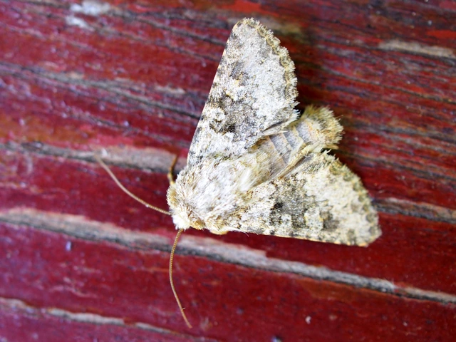 Hecatera dysodea - parajbagoly