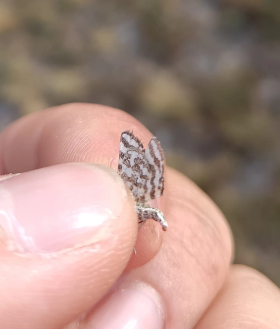 Narraga fasciolaria/tessularia