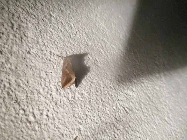 Macdunnoughia confusa - cseppfoltos ezüstbagoly
