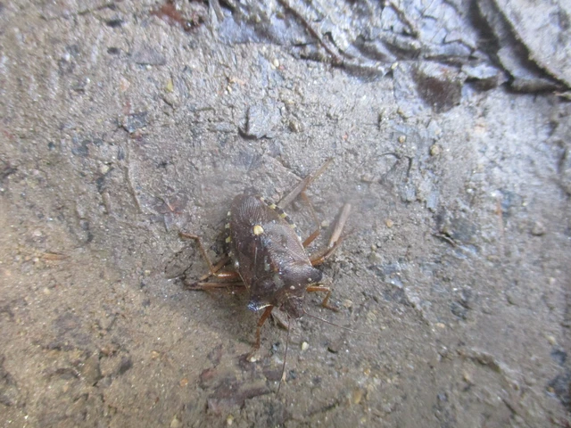 Pentatoma rufipes - vöröslábú címerespoloska Pentatoma rufipes - vöröslábú címerespoloska