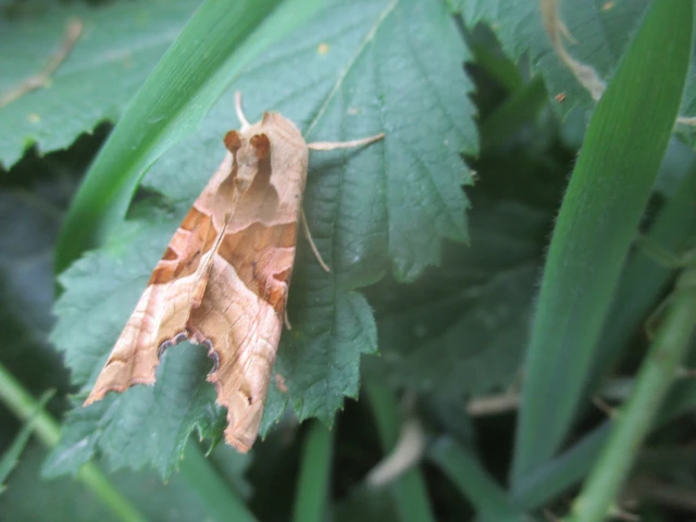 Phlogophora meticulosa - vándorló csipkésbagoly