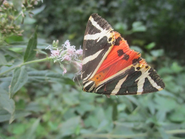 Euplagia quadripunctaria - csíkos medvelepke