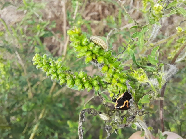 Perillus bioculatus