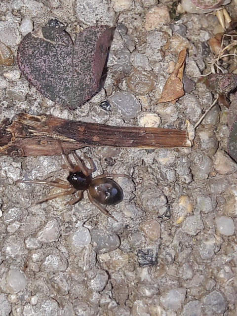 Paratrachelas maculatus Paratrachelas maculatus