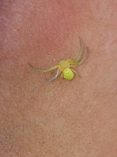 Ebrechtella tricuspidata - alakoskodó karolópók
