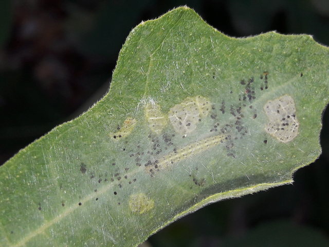 Choreutis nemorana - füge-levélmoly