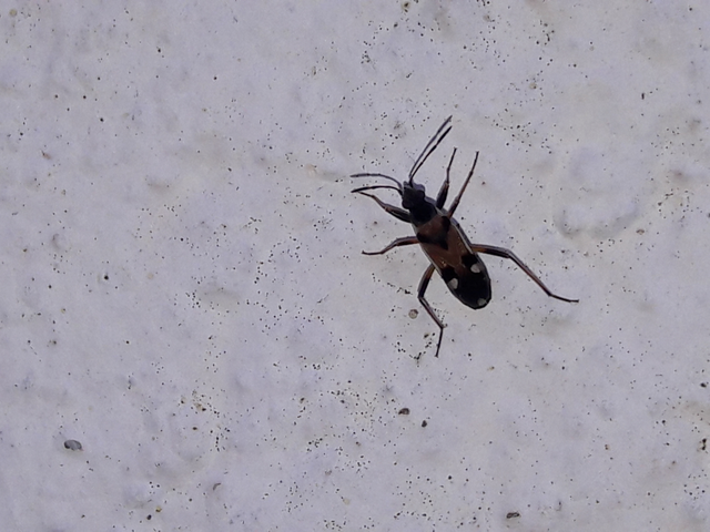 Beosus quadripunctatus - pettyes homokibodobács