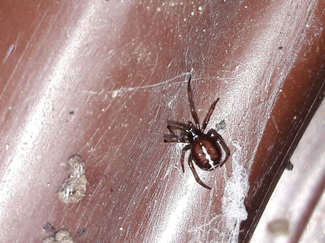 Steatoda bipunctata - kétpettyes faggyúpók