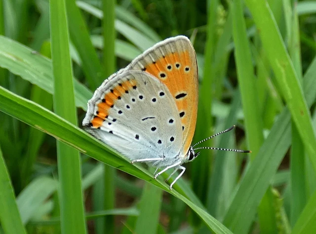 Lycaena dispar rutilus - nagy tűzlepke