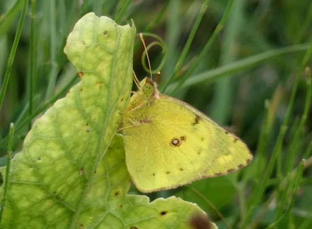 Colias hyale - kéneslepke