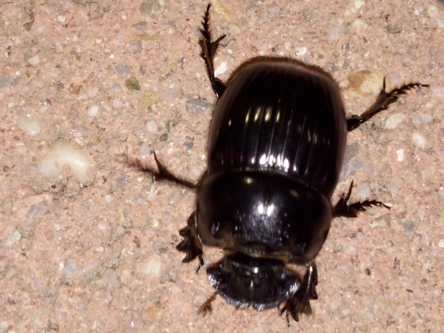 Copris lunaris - közönséges holdszarvú-ganéjtúró