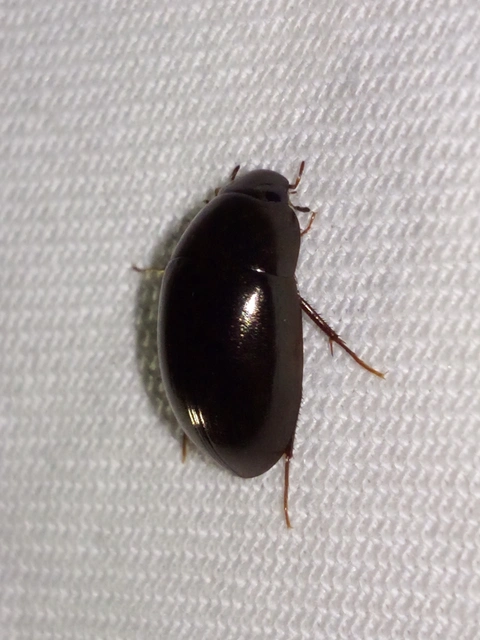 Limnoxenus niger - fekete csibor